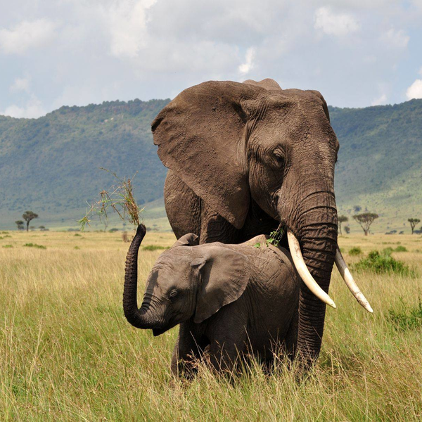 12 DAYS COMBINED KENYA AND TANZANIA ADVENTURE